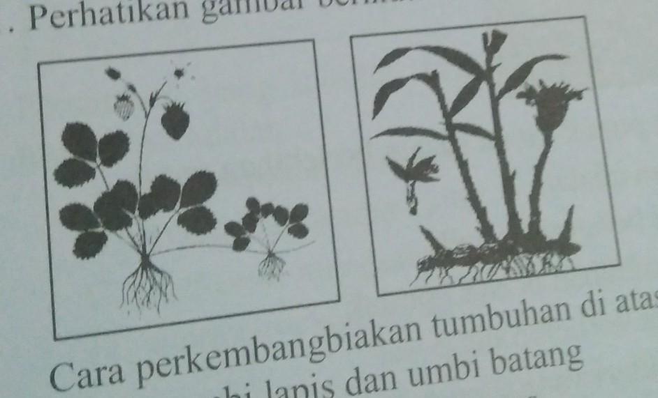 Detail Gambar Perkembangbiakan Tumbuhan Dengan Spora Nomer 46