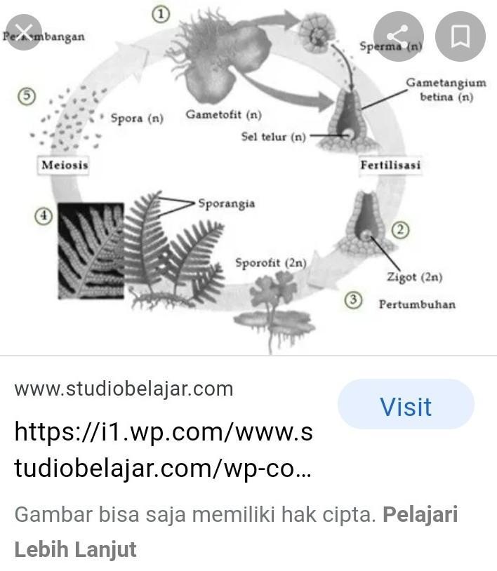 Detail Gambar Perkembangbiakan Tumbuhan Dengan Spora Nomer 53