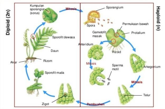 Detail Gambar Perkembangbiakan Tumbuhan Dengan Spora Nomer 8