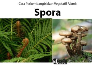 Detail Gambar Perkembangbiakan Tumbuhan Dengan Spora Nomer 9