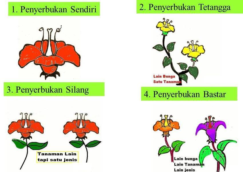 Detail Gambar Perkembangbiakan Tumbuhan Secara Generatif Nomer 27