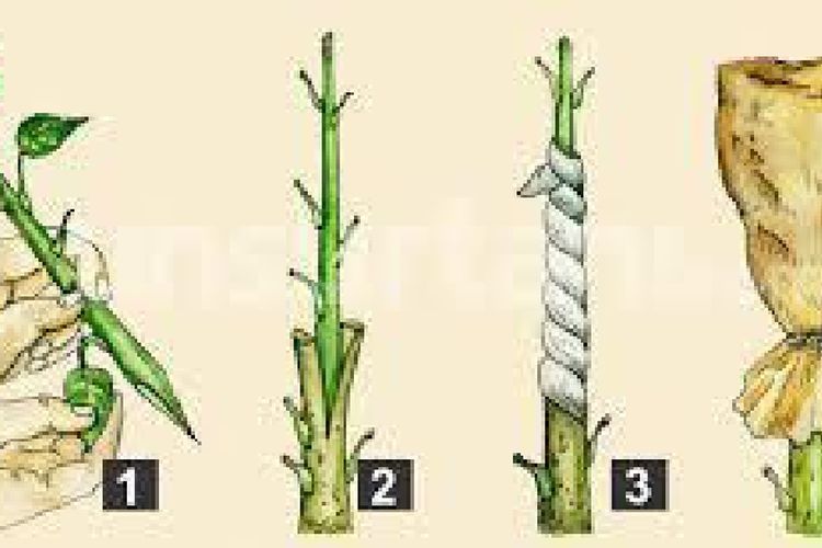 Detail Gambar Perkembangbiakan Tumbuhan Secara Vegetatif Nomer 48