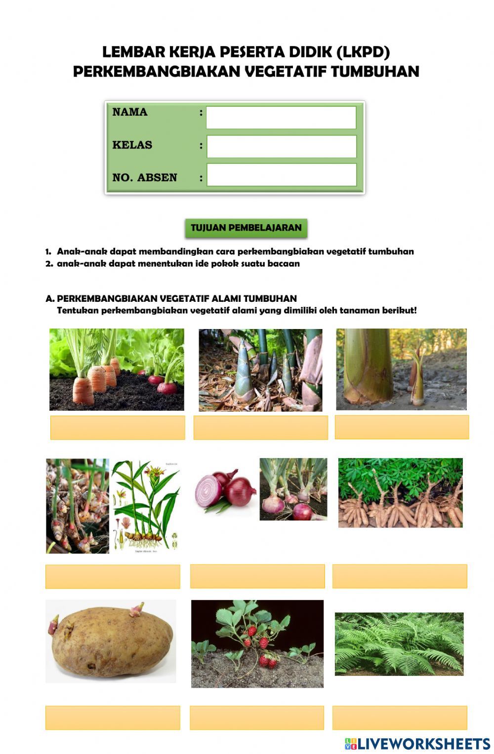 Detail Gambar Perkembangbiakan Vegetatif Nomer 12