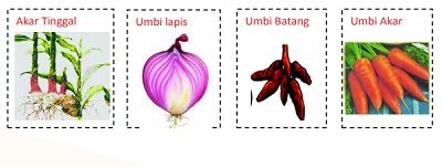 Detail Gambar Perkembangbiakan Vegetatif Alami Nomer 53