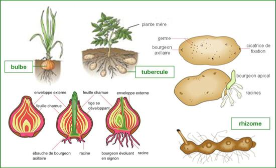 Detail Gambar Perkembangbiakan Vegetatif Alami Nomer 8