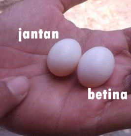 Detail Gambar Perkutut Jantan Nomer 26