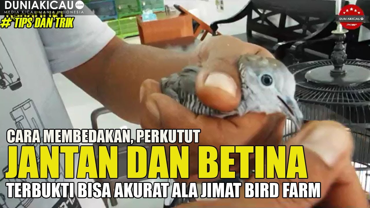 Detail Gambar Perkutut Jantan Nomer 42