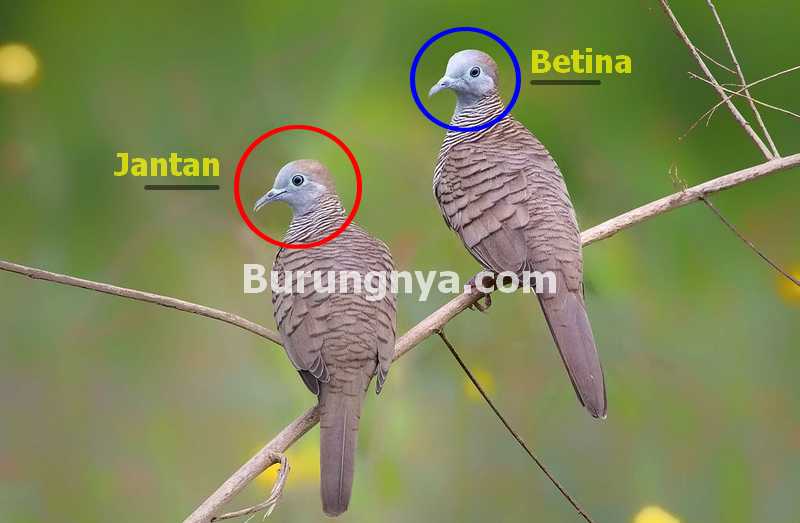 Detail Gambar Perkutut Jantan Dan Betina Nomer 3