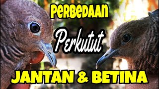 Detail Gambar Perkutut Jantan Dan Betina Nomer 44