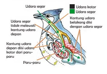 Detail Gambar Pernapasan Burung Nomer 13