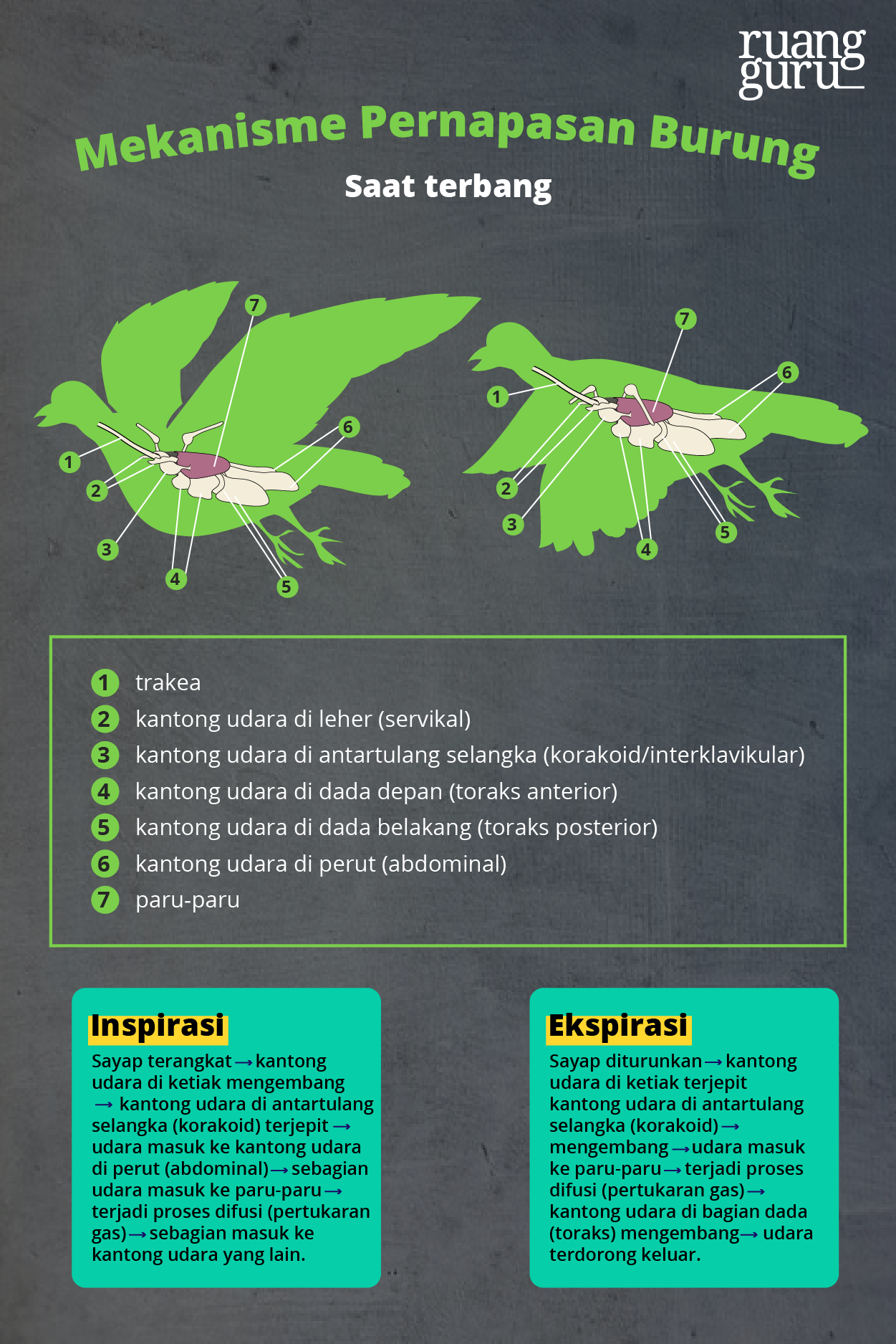 Detail Gambar Pernapasan Burung Nomer 16