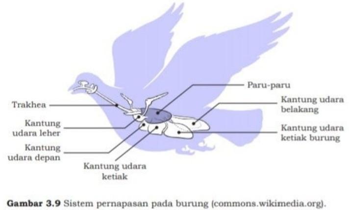 Detail Gambar Pernapasan Burung Nomer 28