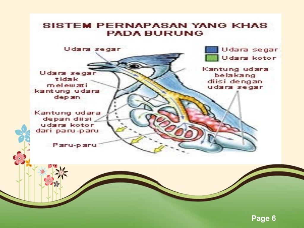 Detail Gambar Pernapasan Burung Nomer 29