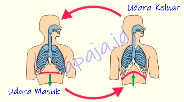 Detail Gambar Pernapasan Dada Dan Pernapasan Perut Nomer 14