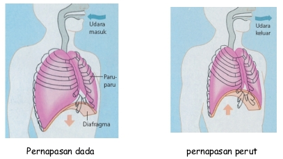 Detail Gambar Pernapasan Dada Dan Pernapasan Perut Nomer 24