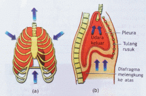 Detail Gambar Pernapasan Dada Dan Pernapasan Perut Nomer 32