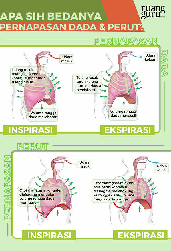 Detail Gambar Pernapasan Dada Dan Pernapasan Perut Nomer 33