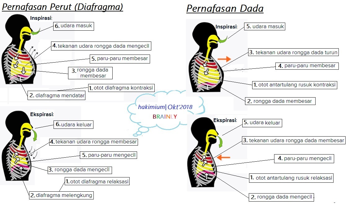 Detail Gambar Pernapasan Dada Dan Pernapasan Perut Nomer 36