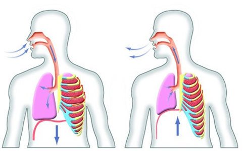 Detail Gambar Pernapasan Dada Dan Pernapasan Perut Nomer 39