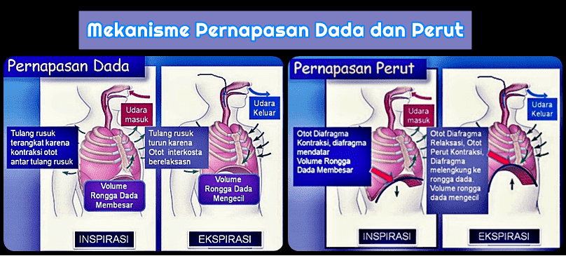 Detail Gambar Pernapasan Dada Dan Pernapasan Perut Nomer 41