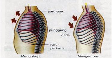 Detail Gambar Pernapasan Dada Dan Pernapasan Perut Nomer 43