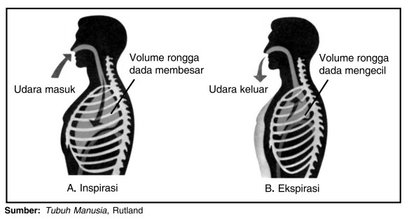 Detail Gambar Pernapasan Dada Dan Pernapasan Perut Nomer 47