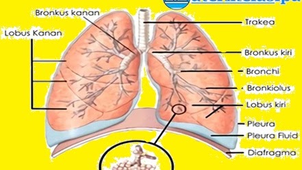 Detail Gambar Pernapasan Dada Dan Pernapasan Perut Nomer 53