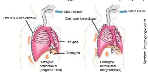 Detail Gambar Pernapasan Dada Dan Pernapasan Perut Nomer 9