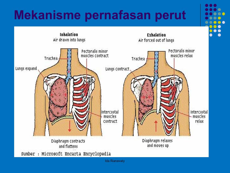 Detail Gambar Pernapasan Dada Dan Perut Nomer 21