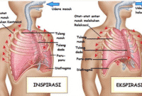 Detail Gambar Pernapasan Dada Dan Perut Nomer 46