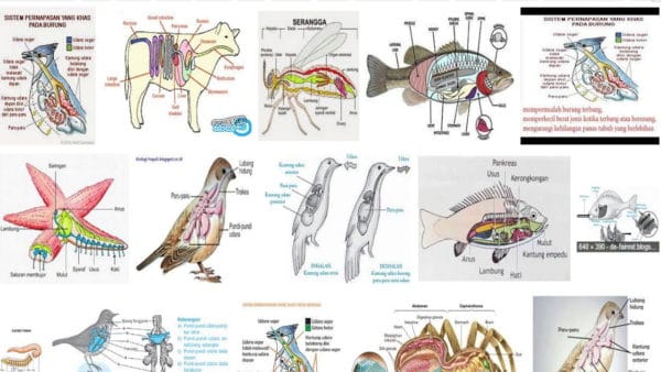 Detail Gambar Pernapasan Hewan Nomer 16