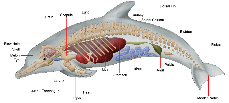 Detail Gambar Pernapasan Hewan Nomer 24