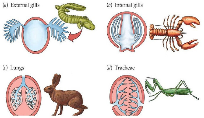Detail Gambar Pernapasan Hewan Nomer 26