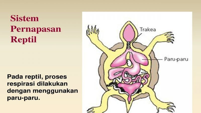 Detail Gambar Pernapasan Hewan Nomer 31