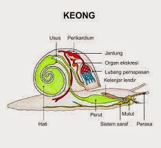 Detail Gambar Pernapasan Hewan Nomer 32