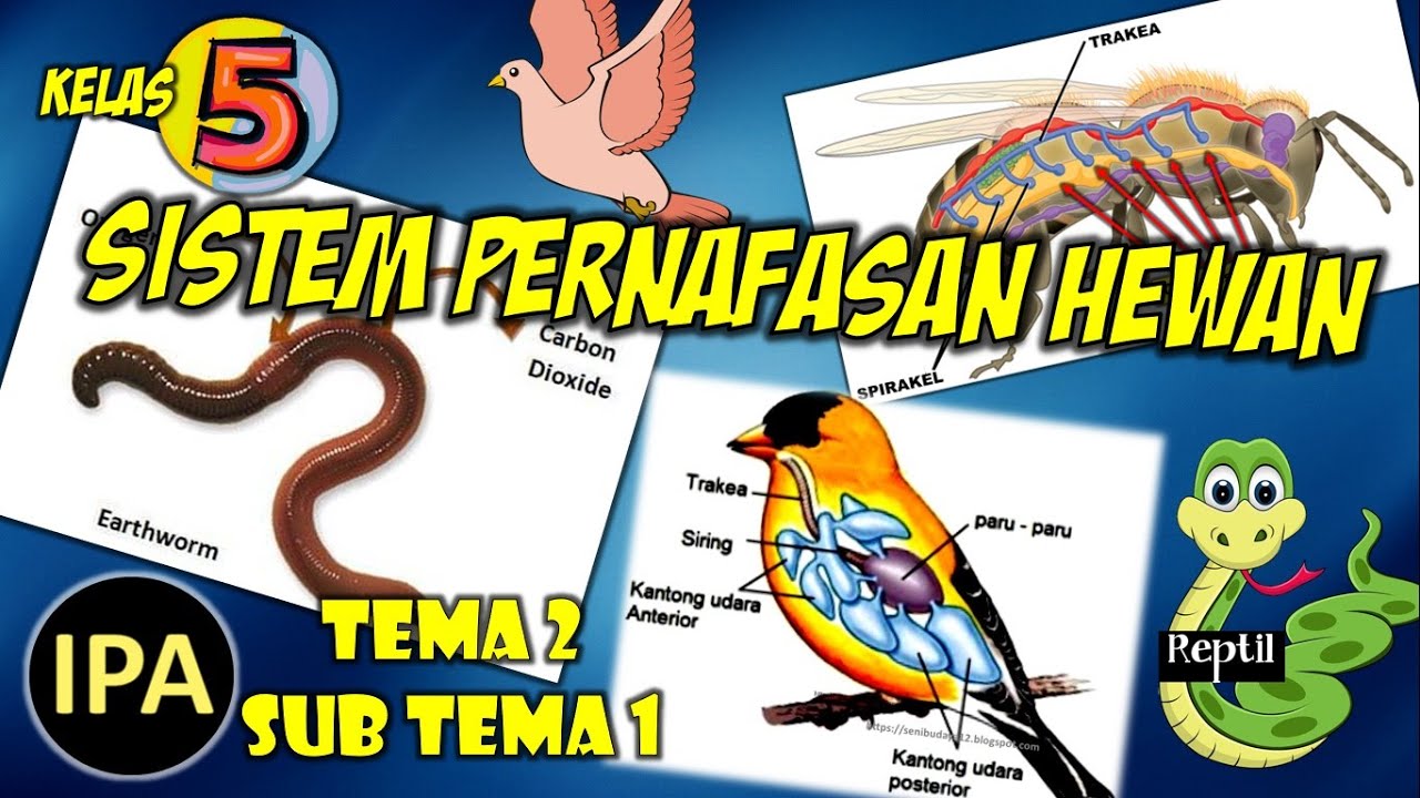 Detail Gambar Pernapasan Hewan Nomer 36