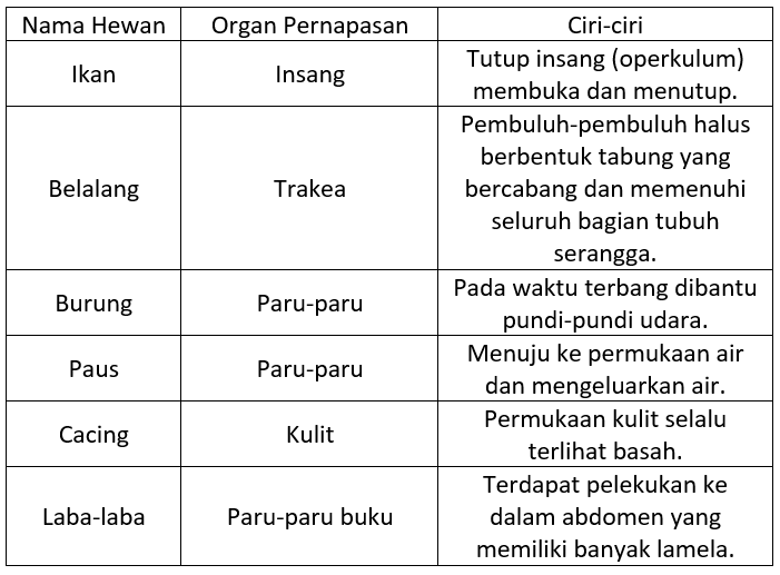 Detail Gambar Pernapasan Hewan Nomer 42