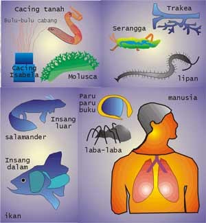 Detail Gambar Pernapasan Hewan Nomer 45