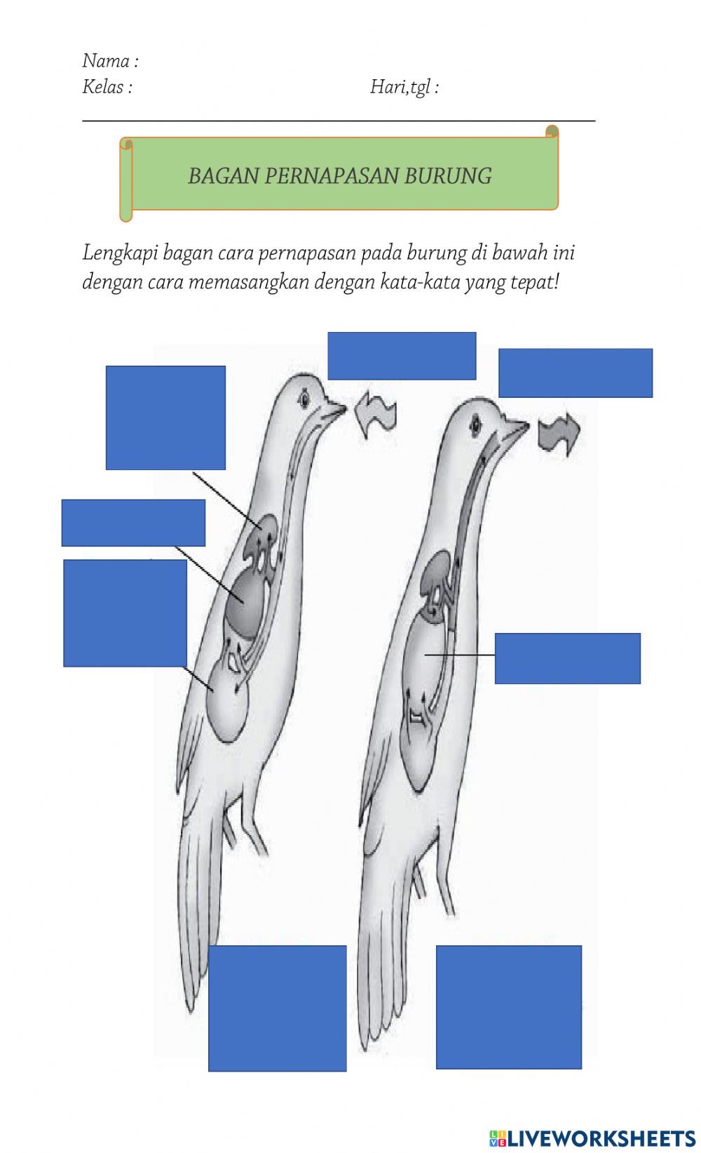 Detail Gambar Pernapasan Hewan Nomer 48