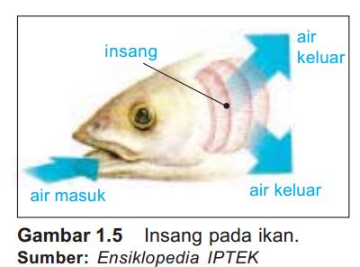 Detail Gambar Pernapasan Hewan Nomer 53