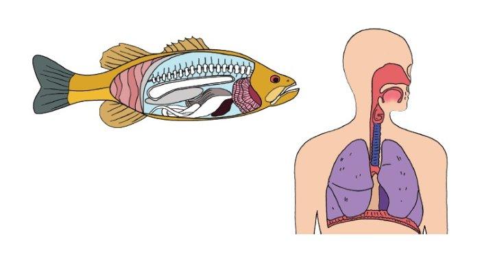Detail Gambar Pernapasan Hewan Nomer 7