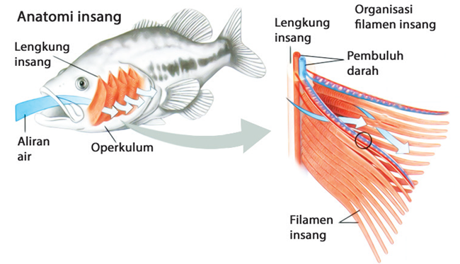 Detail Gambar Pernapasan Ikan Nomer 11