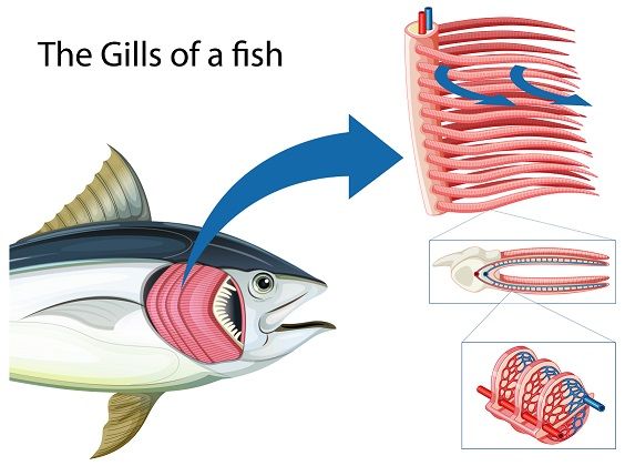 Detail Gambar Pernapasan Ikan Nomer 15