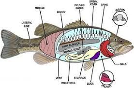 Detail Gambar Pernapasan Ikan Nomer 16