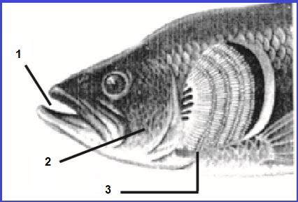 Detail Gambar Pernapasan Ikan Nomer 17