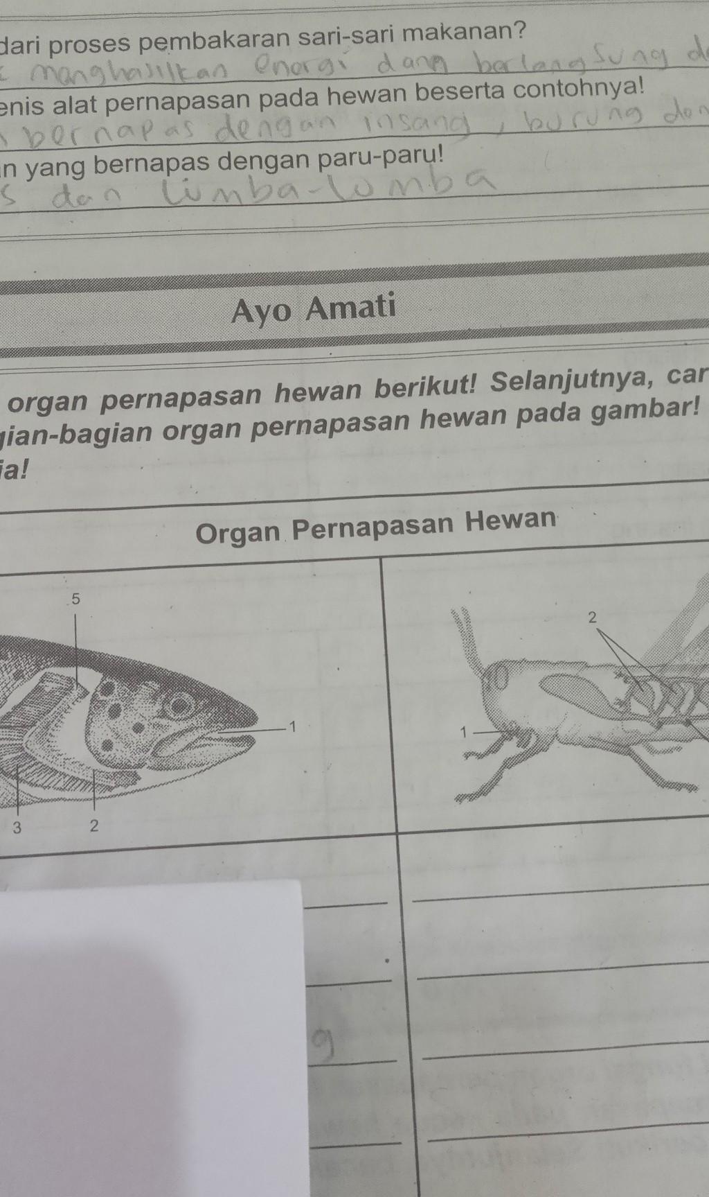 Detail Gambar Pernapasan Ikan Nomer 47