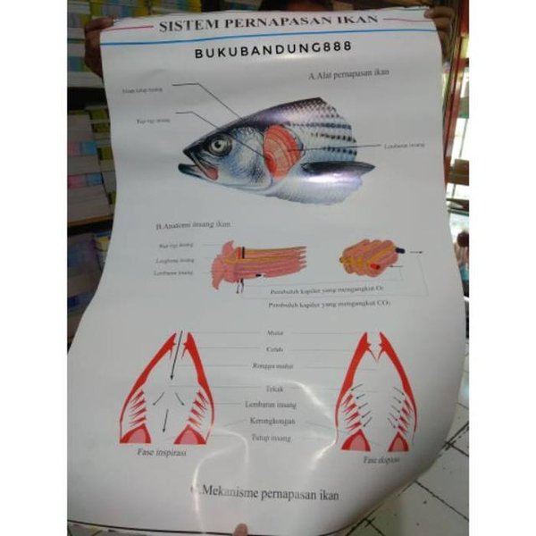 Detail Gambar Pernapasan Ikan Nomer 48