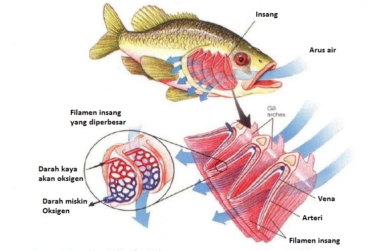 Detail Gambar Pernapasan Ikan Nomer 50