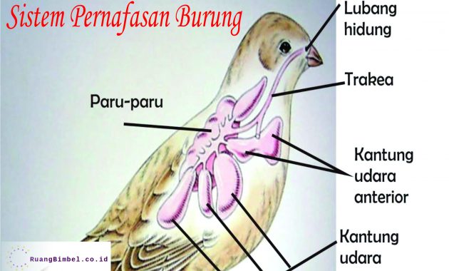 Detail Gambar Pernapasan Pada Burung Nomer 13