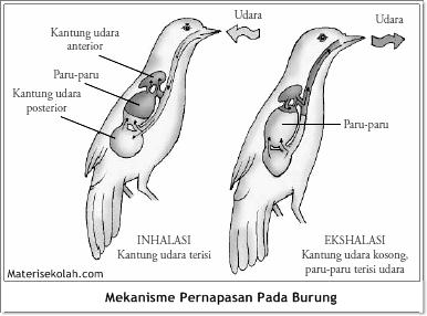 Detail Gambar Pernapasan Pada Burung Nomer 15